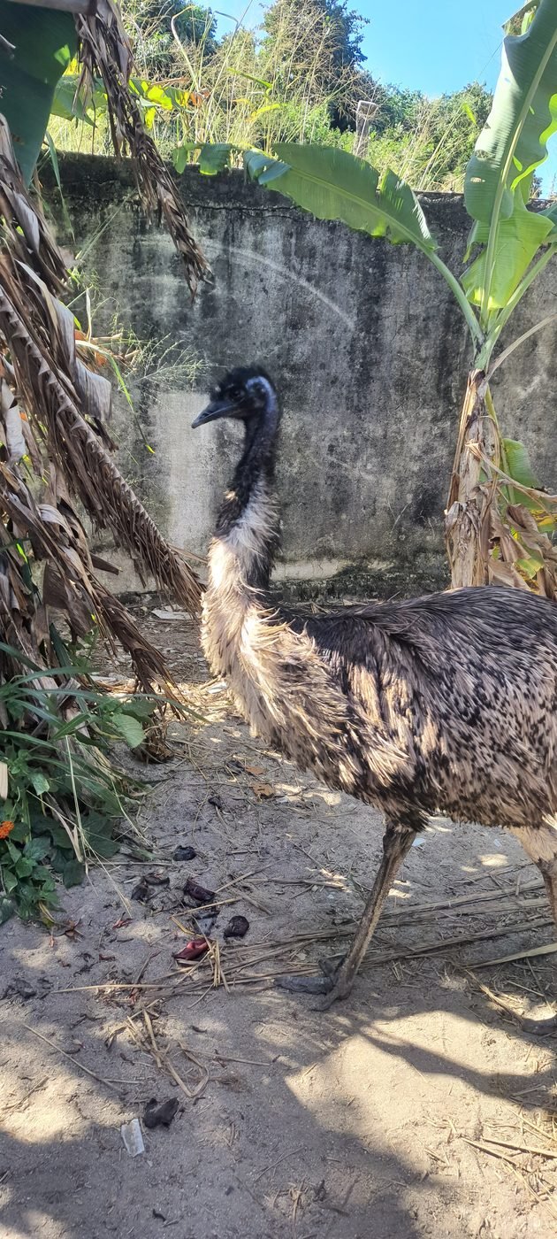 Emu Australiano adulto em meio a bananeiras no criadouro