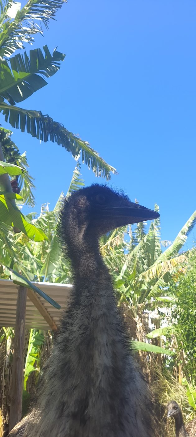 Emu Australiano adulto no criadouro, ao ar livre