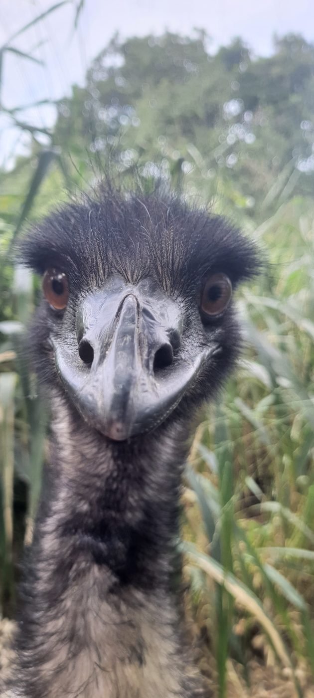 Retrato de perto de um Emu Australiano adulto