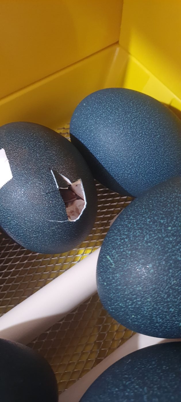 Filhote de Emu Australiano rompendo a casca do ovo no momento da eclosão