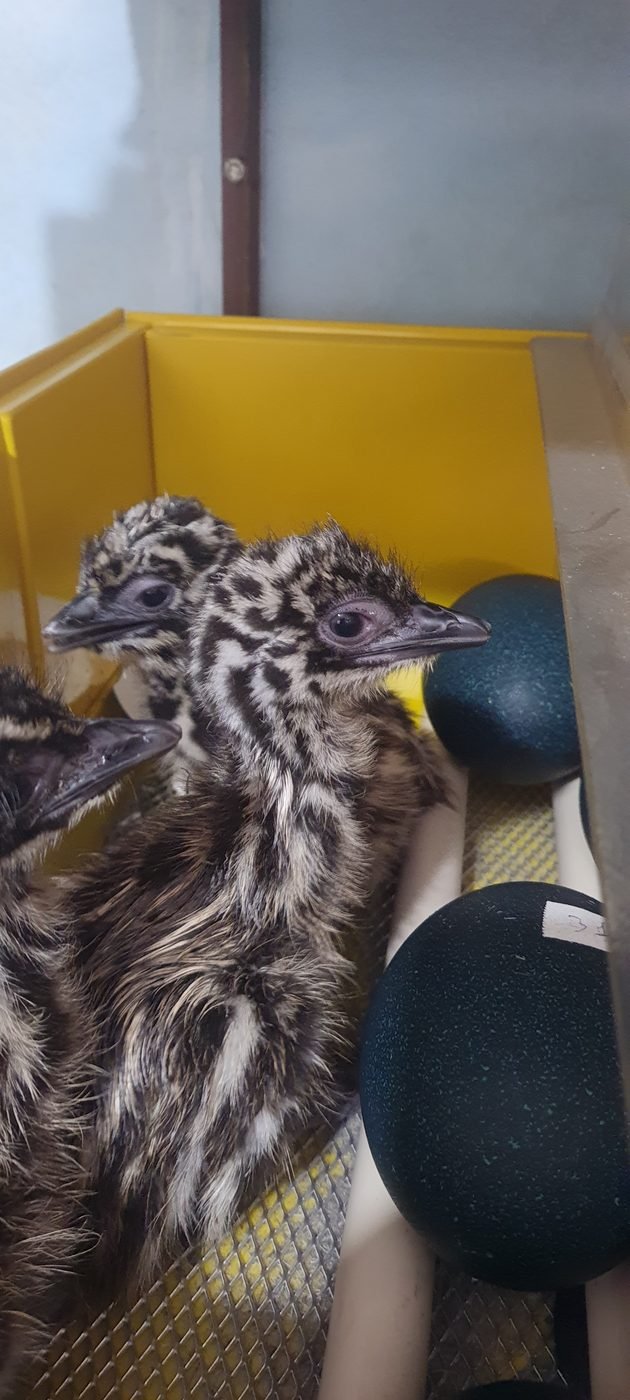 Filhotes de Emu Australiano de perto, ainda com penugem listrada