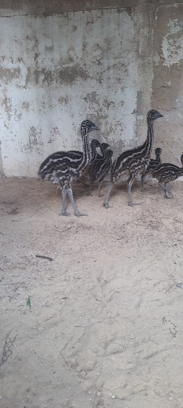 Grupo de filhotes de Emu Australiano recém-nascidos caminhando