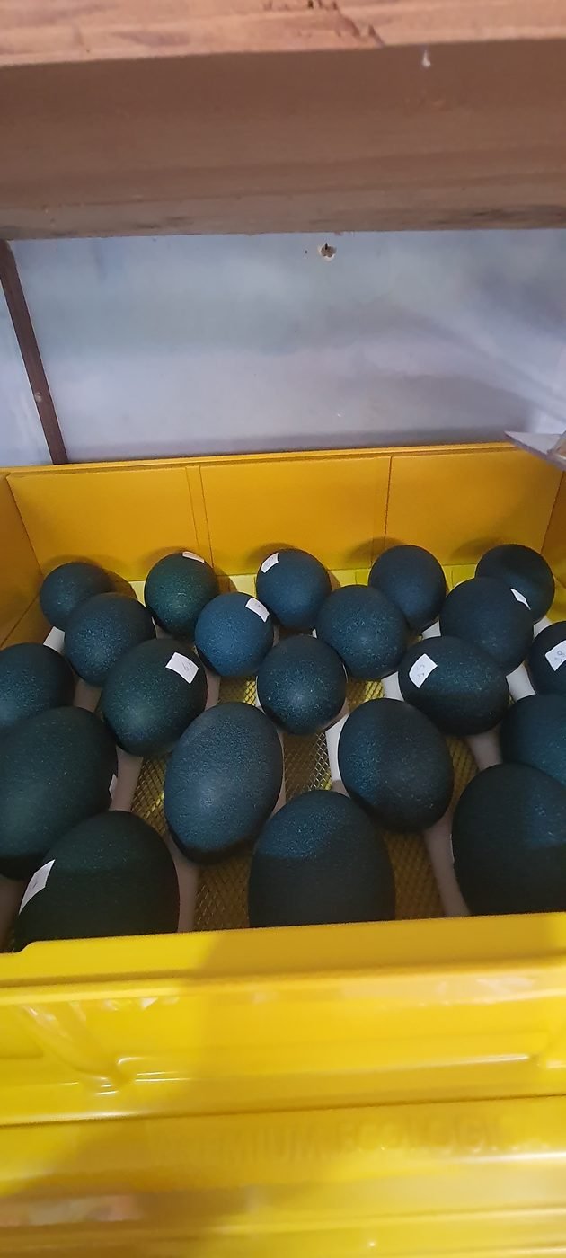 Bandeja de incubação com ovos de Emu Australiano numerados