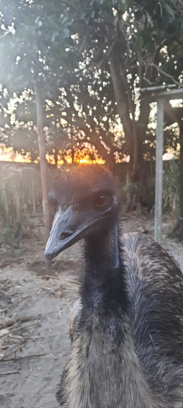 Emu Australiano adulto ao entardecer, luz dourada
